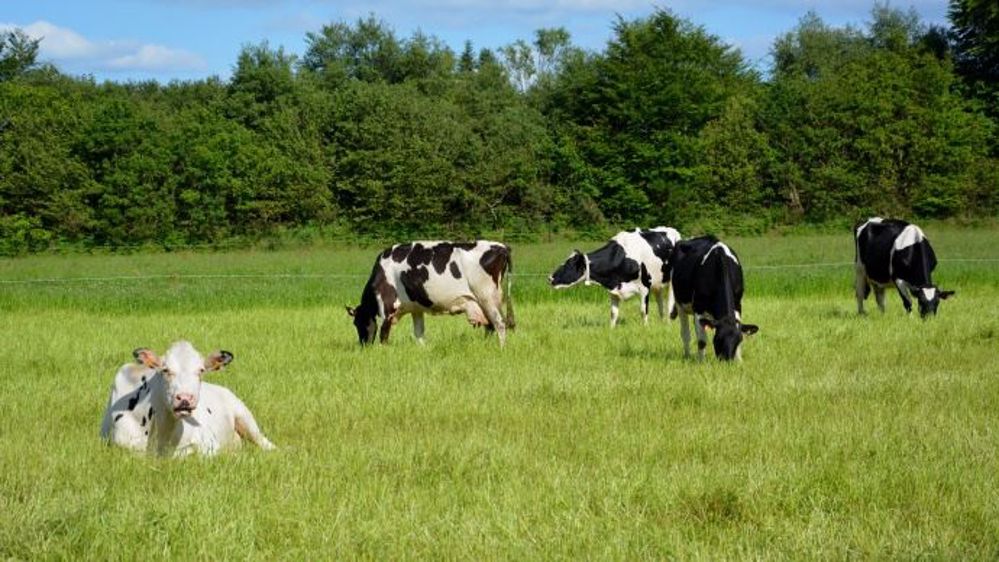 Hors zones de montagne, l'aide à la vache laitière est de 34 €/vache dans la limite de 40 vaches primables par exploitation. (©Terre-net Média)