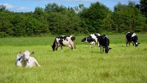 Hors zones de montagne, l'aide à la vache laitière est de 34 €/vache dans la limite de 40 vaches primables par exploitation. (©Terre-net Média)