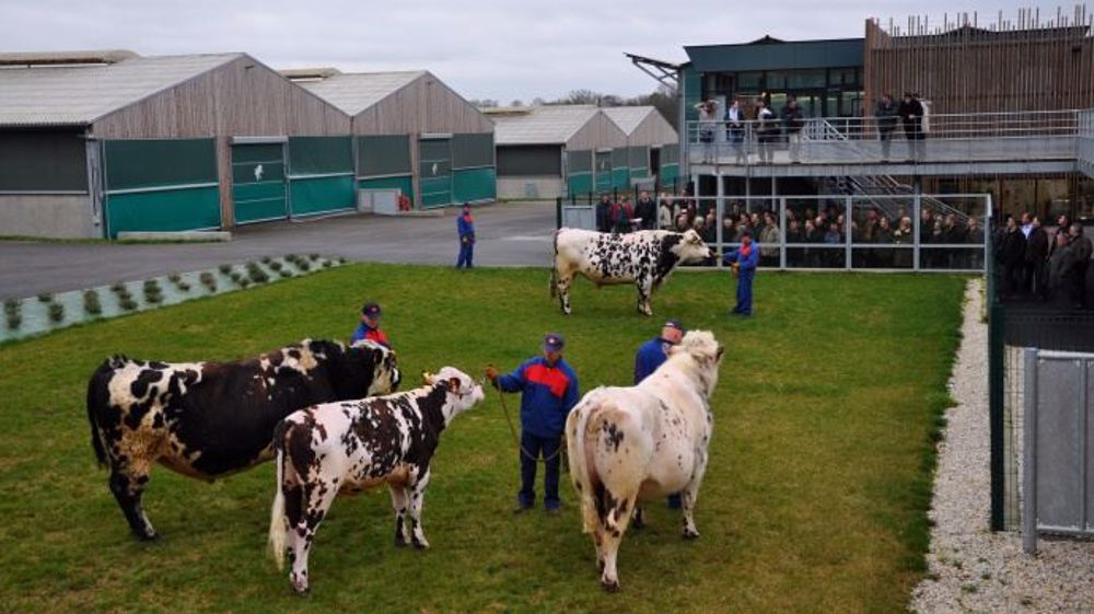 Présentation de taureaux normands à la taurellerie de St Aubin du Cormier (Ille-et-Vilaine). (©Terre-net Média)