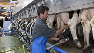 Selon les règles du Paquet lait, une OP française ne peut concentrer plus de 5,2 milliards de litres de lait, soit 22 % de la production nationale. (©Watier visuels) Selon les règles du Paquet lait, une OP française ne peut concentrer plus de 5,2 milliards de litres de lait, soit 22 % de la production nationale. (©Watier visuels)