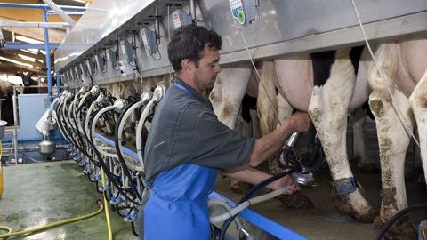 Selon les règles du Paquet lait, une OP française ne peut concentrer plus de 5,2 milliards de litres de lait, soit 22 % de la production nationale. (©Watier visuels) Selon les règles du Paquet lait, une OP française ne peut concentrer plus de 5,2 milliards de litres de lait, soit 22 % de la production nationale. (©Watier visuels)