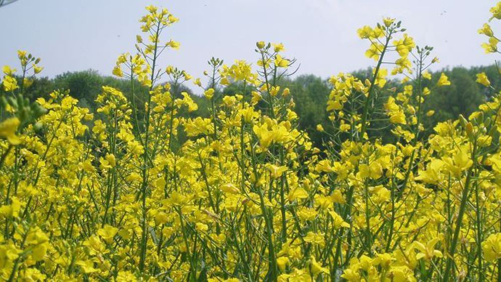 Le canola et le blé tendre de printemps semblent être les plus exposés au déficit hydrique au Canada. (©Terre-net Média)