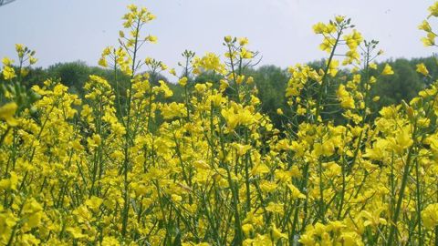 Le canola et le blé tendre de printemps semblent être les plus exposés au déficit hydrique au Canada. (©Terre-net Média)