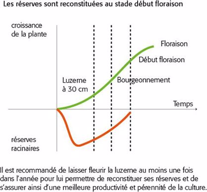 Réseves racinaires et végétatives de la luzerne
