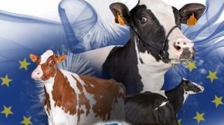 Confrontation européenne Holstein 2016. (©DR) Confrontation européenne Holstein 2016. (©DR)