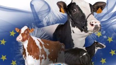 Confrontation européenne Holstein 2016. (©DR) Confrontation européenne Holstein 2016. (©DR)