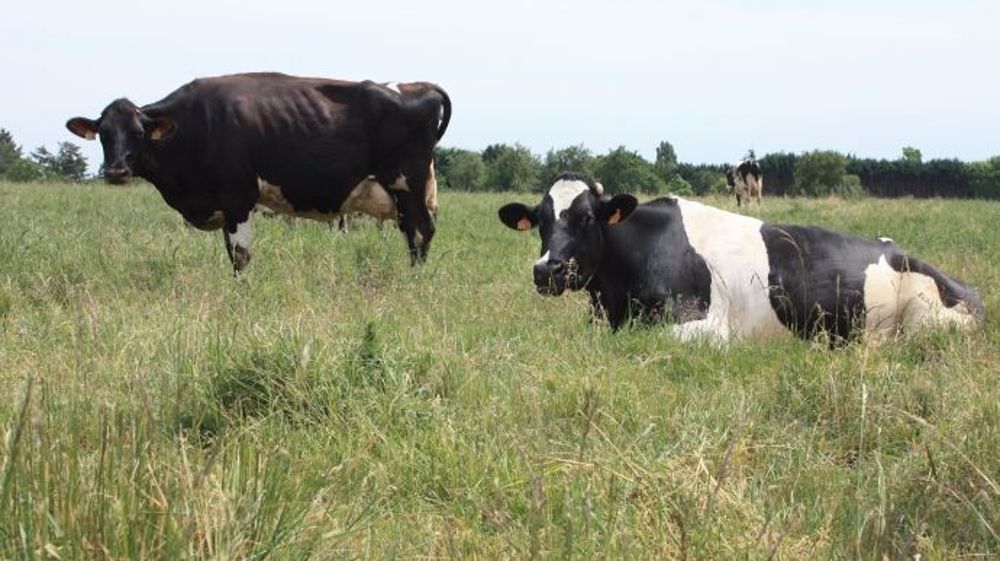 L'aide aux bovins laitiers, pour la campagne 2015, est finalement légèrement supérieure à ce qui était prévu initialement. (©Terre-net Média)