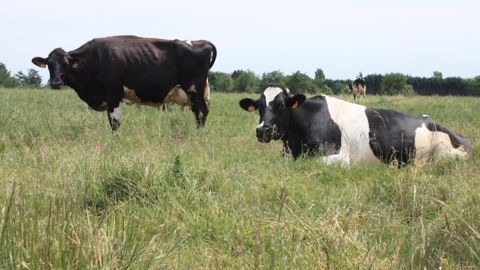 L'aide aux bovins laitiers, pour la campagne 2015, est finalement légèrement supérieure à ce qui était prévu initialement. (©Terre-net Média) L'aide aux bovins laitiers, pour la campagne 2015, est finalement légèrement supérieure à ce qui était prévu initialement. (©Terre-net Média)
