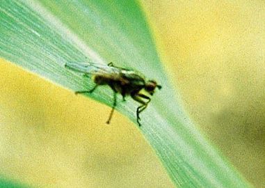 Géomyze adulte (mouche noire) Géomyze adulte (mouche noire)