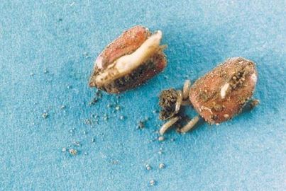 Mouche des semis au stade larvaire (asticots blancs de 6 à 8 mm de long) Mouche des semis au stade larvaire (asticots blancs de 6 à 8 mm de long)