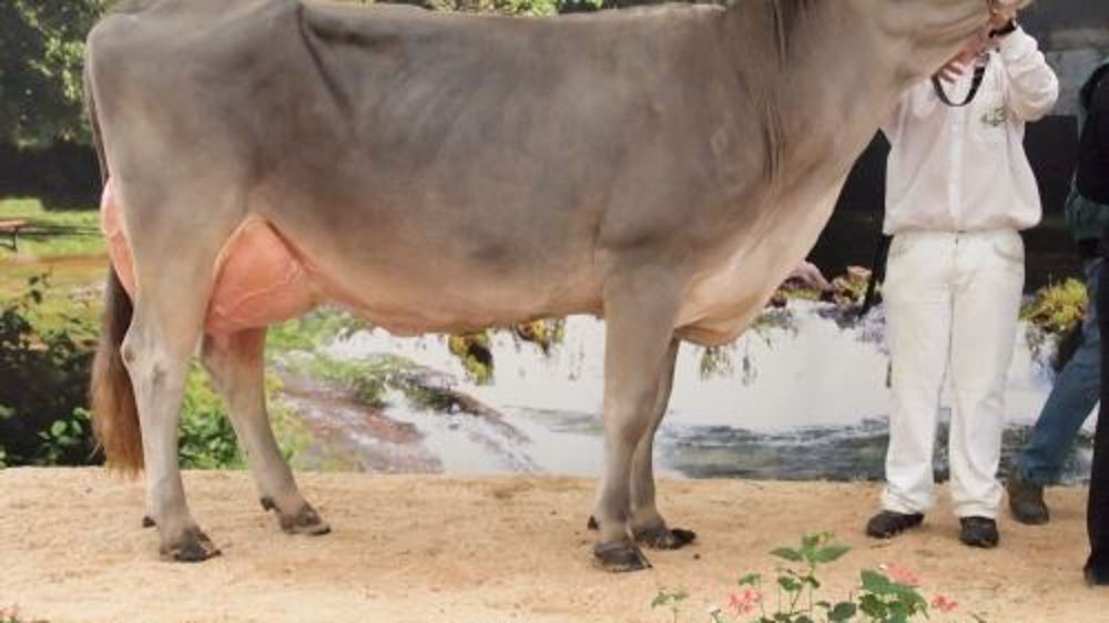 La championne adulte : Fiesta (Traction) (©BGS) 