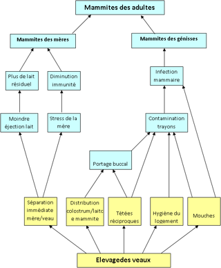 Relations possibles entre les conditions d'élevage des veaux de la naissance au sevrage et les mammites des adultes en élevage laitier