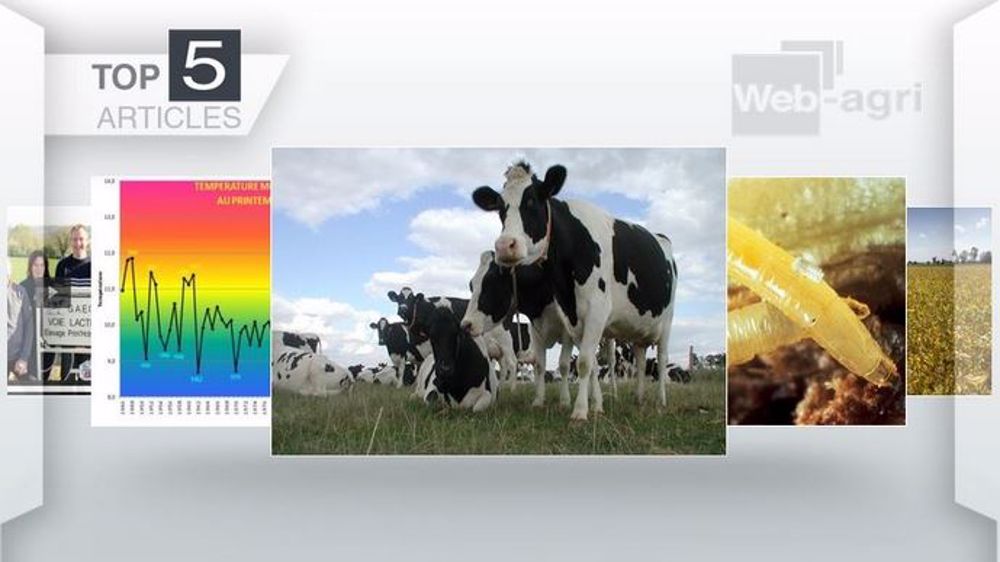 Top des articles les plus lus sur Web-agri (©Terre-net Média)