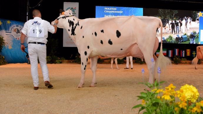 C9 N°179 L’italienne Dotti Stanleycup White à Errera Holsteins & La corte Di Dotti, championne réserve intermédiaire.