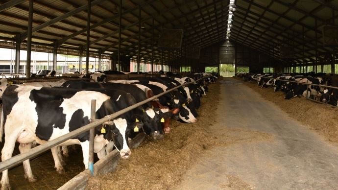 Chez les Meiners, on est passé de 170 à 640 vaches laitières depuis la chute du mur.