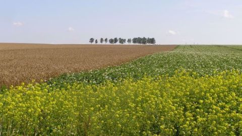 En France, l'accalmie du côté du ciel est la bienvenue après les précipitations records de mai et juin. (©Terre-net Média)