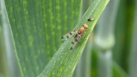 La mouche géomyze réalise 3 cycles par an et peut causer des dégâts sur d’autres cultures, notamment les triticales (©Arvalis) La mouche géomyze réalise 3 cycles par an et peut causer des dégâts sur d’autres cultures, notamment les triticales (©Arvalis)