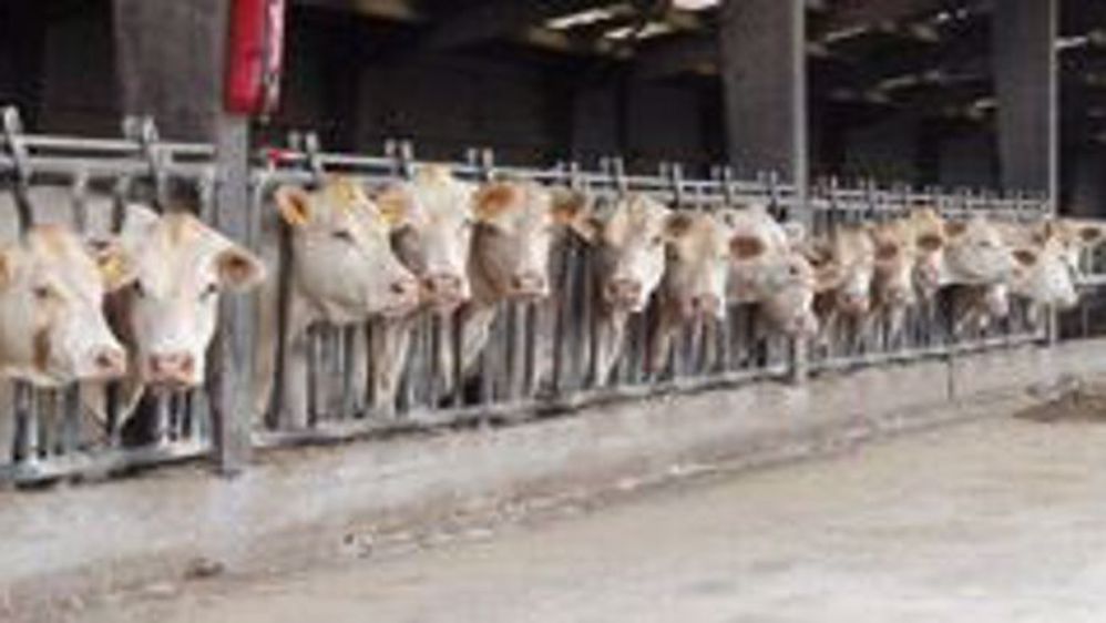 Origenplus a développé <br />plusieurs souches porteuses (©DR)