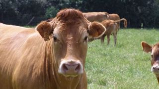La FNB et la FNSEA proposent 13 mesures pour endiguer la crise de la filière bovine. (©Terre-net Média) La FNB et la FNSEA proposent 13 mesures pour endiguer la crise de la filière bovine. (©Terre-net Média)