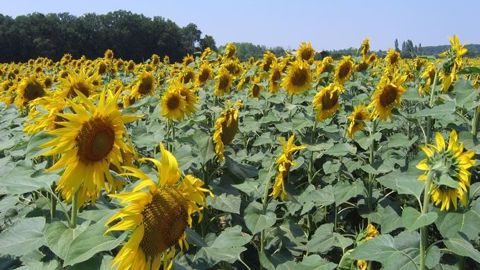 Le potentiel de rendement du tournesol se dégrade en France, alors que les zones de production souffrent d'un déficit hydrique. (©Terre-net Média) Le potentiel de rendement du tournesol se dégrade en France, alors que les zones de production souffrent d'un déficit hydrique. (©Terre-net Média)