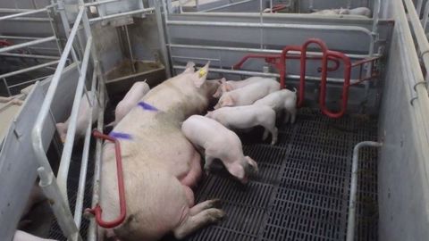 La cage maternité apporte un meilleur confort à la truie lors de la mise-bas. (©Aco Funki)