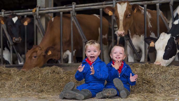 enfants devant des vaches