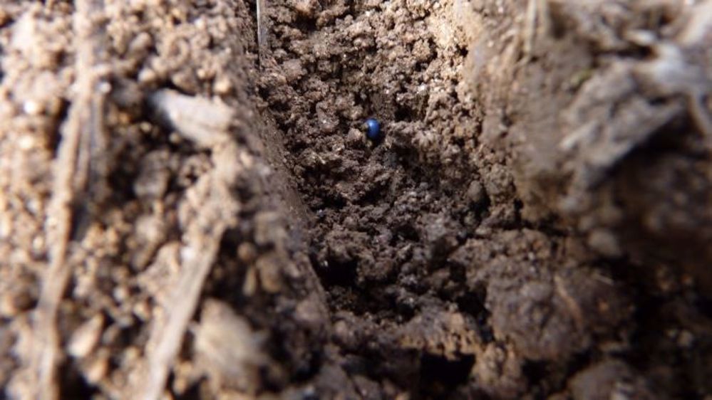 La graine de colza doit être disposée à plus de 2 cm de profondeur pour survivre au manque d'eau. (©Terre-net Média)