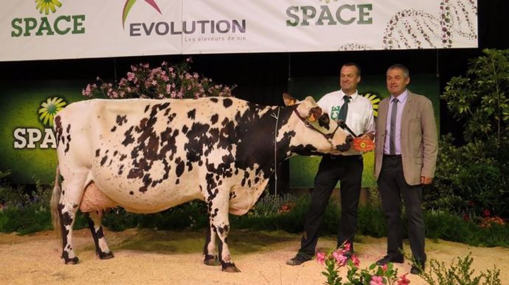 Blanchette, grande championne du concours interrégional Normand au Space 2016. (©Arsoe) Blanchette, grande championne du concours interrégional Normand au Space 2016. (©Arsoe)