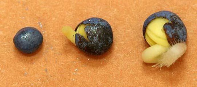 Graines en cours de germination.