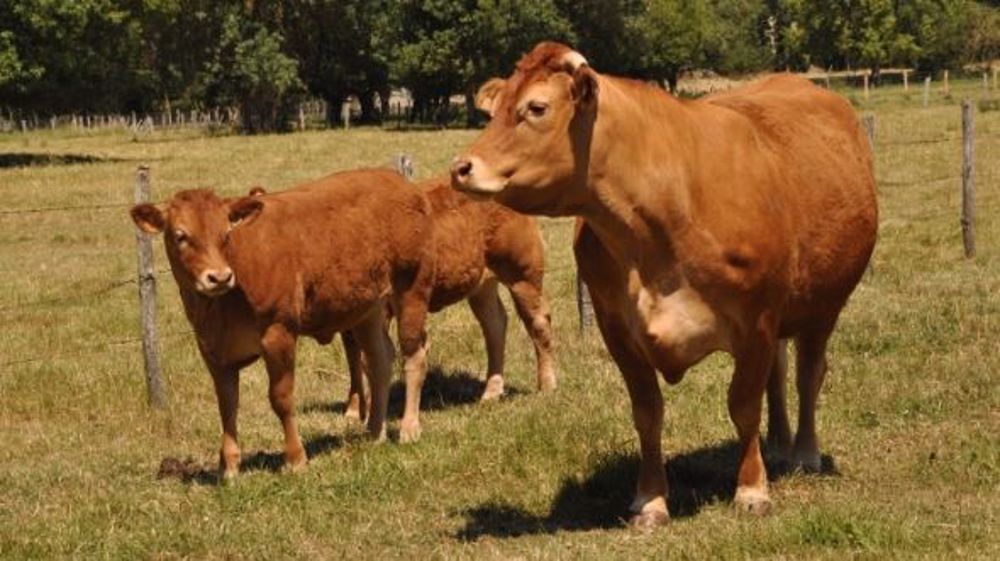Un complément d'environ 5 € par vache allaitante sera versé au titre de l'aide couplée 2015. (©Terre-net Média)