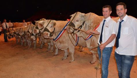 Le Gaec Micaud (03) remporte le prix d'ensemble des cheptel de plus de 100 vaches, grâce au Taureau Héraclés, suivie de quatre vaches dont Gasconne et Eurovision suitées de cinq veaux (dont des jumeaux). (©Terre-net Média) 