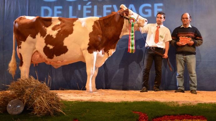 Fourmi (Triomphe) à Alain Jay de la Loire (42)