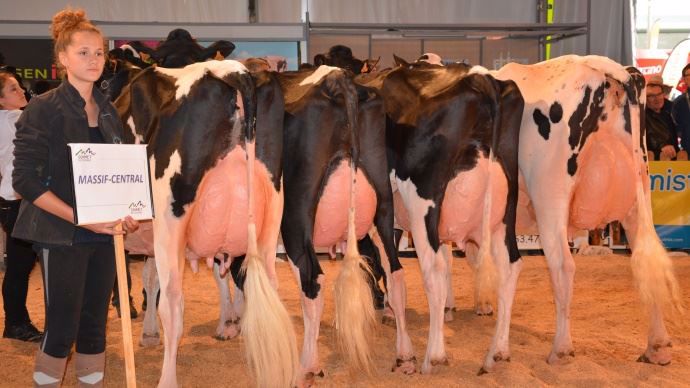 Le Massif Central remporte le Challenge France avec un lot trés homogène et des mamelles très larges.
