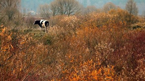 Cliquez pour <a href="http://www.web-agri.fr/conduite-elevage/sante-animale/article/plantes-toxiques-ou-pas-dejouer-les-dangers-potentiels-des-prairies-1184-106936.html" target="_self">apprendre à reconnaître les plantes toxiques comme la renoncule, la grande ciguë, la digitale pourpre, la galéga offinial, la prêle ou encore le sénéçon jacobé</a>.  (©Terre-net Média)