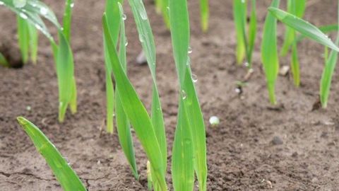 L'orge reçoit un tiers de l'isoproturon utilisé. (©DuPont) L'orge reçoit un tiers de l'isoproturon utilisé. (©DuPont)