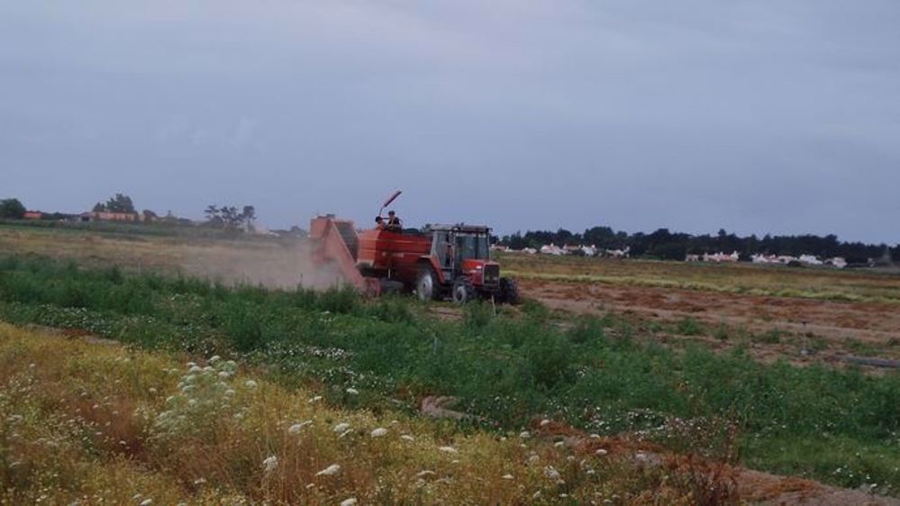 En Europe, les pluies facilitent l'arrachage des pommes de terre. (©Terre-net Média)
