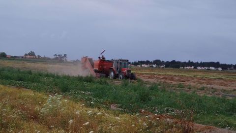 En Europe, les pluies facilitent l'arrachage des pommes de terre. (©Terre-net Média) En Europe, les pluies facilitent l'arrachage des pommes de terre. (©Terre-net Média)