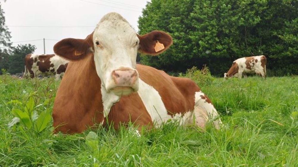 Comté, Roquefort, Rocamadour, Brie... Nos multiples fromages pourraient trouver de nouveaux marchés à l'export. (©Terre-net Média)