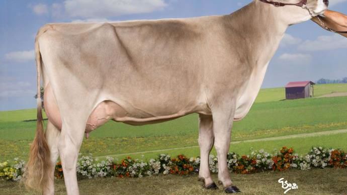 Brune Echalotte record de production laitière