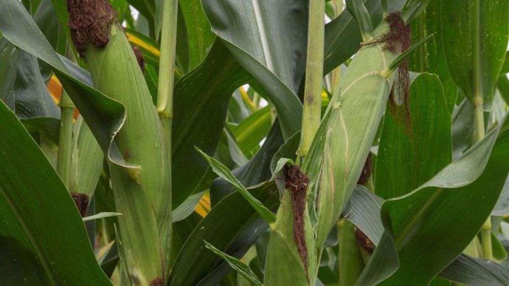 Syngenta lance Powergrain, label pour les maïs grain pour la moitié nord de la France. (©Syngenta)