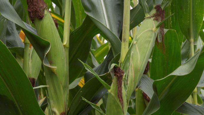 Maïs Syngenta