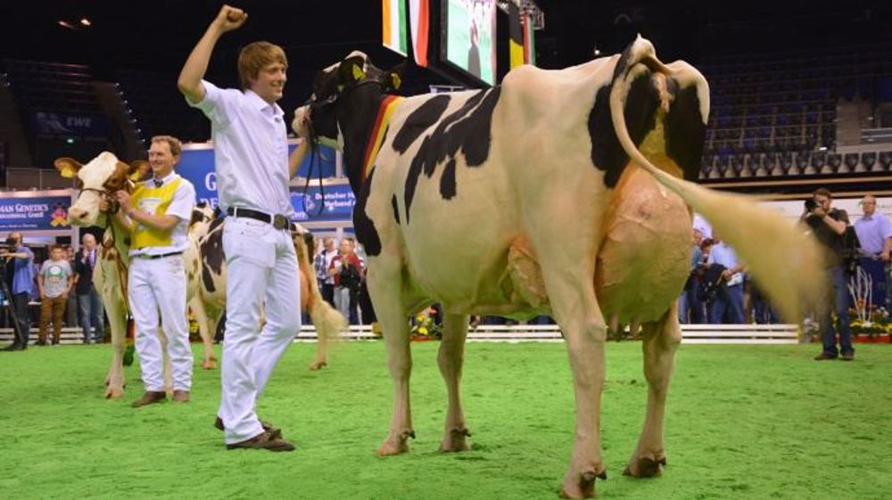  Les concours bovins arrivent-ils à la croisée des chemins ? Partagés entre leur utilité discutable pour la sélection, le manque de retombées économiques, le folklore, la convivialité, et le maintien d’un tissu social entre éleveurs de moins en moins nombreux et de plus en plus occupés. (©Terre-net Média)