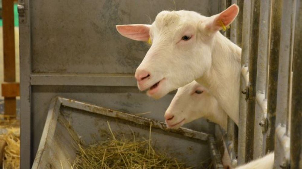 Avec le bon prix du lait de chèvre (666 €/t) et le faible coût des céréales sur 2015-2016, les rations riches en concentrés ne pénalisent pas la marge brute. (©Terre-net Média)