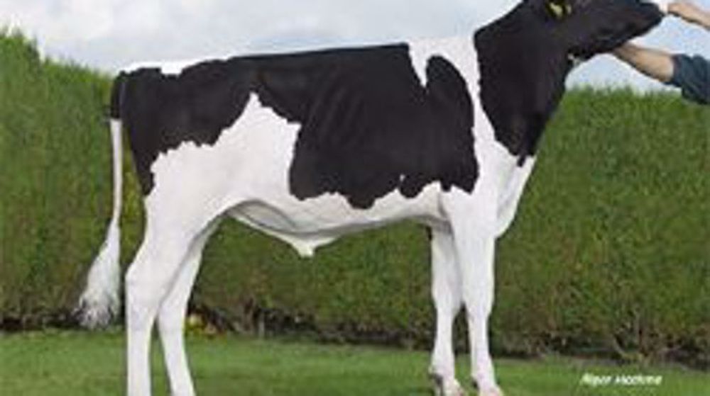 Luminous, N°1 chez Genes Diffusion <br />avec +227 Isu (©Alger Meekma)