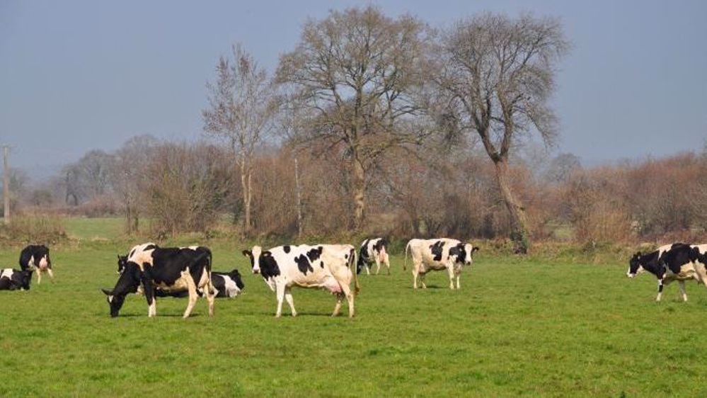  Pour rappel, il n’existe aucune loi interdisant de laisser des bovins dehors l’hiver en prairie, s’ils sont correctement nourris bien entendu. (©Terre-net Média)