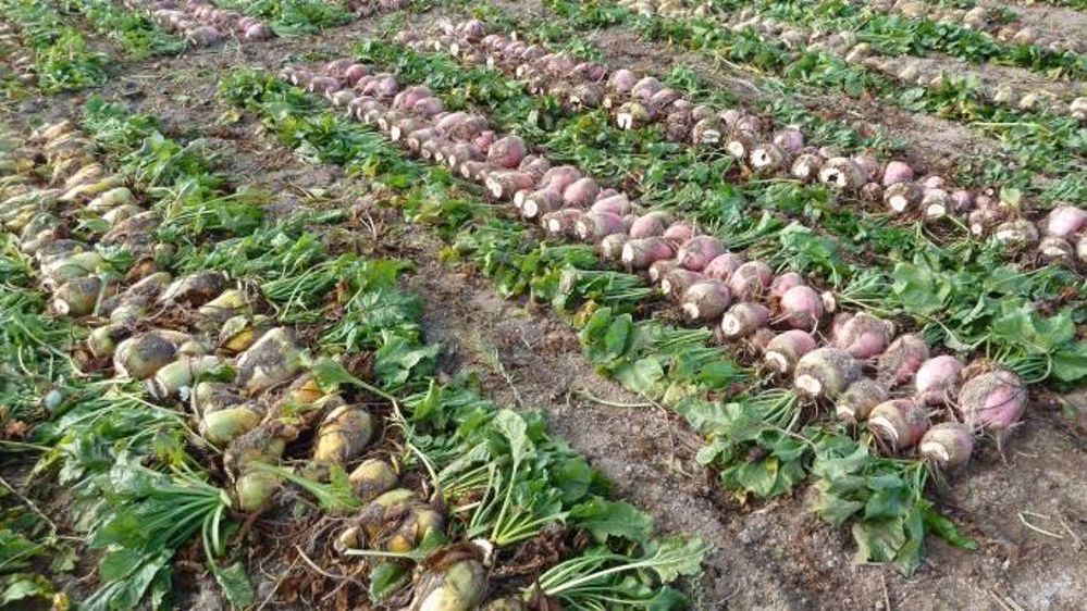 Avec la <a href="http://www.betterave-fourragere.org/home.html" target="_blank">betterave fourragère</a>, les éleveurs peuvent récolter en moyenne 15 tonnes de MS/ha soit plus de 17 000 UF/ha. (Pour une valeur de 1.15 UF par kg de matière sèche) (©ADBFM)