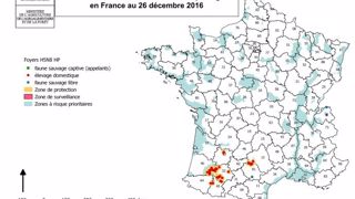 Carte de la grippe aviaire en France, situation au 26 décembre 2016 : 52 foyers H5N8 dans les élevages et 5 cas dans la faune sauvage confirmés et notifiés. (© Ministère de l'agriculture, de l'agroalimentaire et de la forêt) Carte de la grippe aviaire en France, situation au 26 décembre 2016 : 52 foyers H5N8 dans les élevages et 5 cas dans la faune sauvage confirmés et notifiés. (© Ministère de l'agriculture, de l'agroalimentaire et de la forêt)