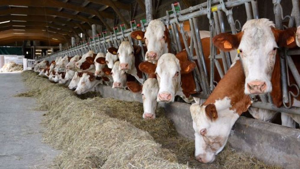 La remontée des prix du lait payés aux producteurs français est plus timide que dans le reste de l'UE, selon l'observatoire européen des marchés laitiers. (©Terre-net Média) 