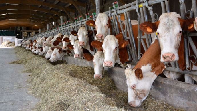 La remontée des prix du lait payé au producteurs français est plus timide que dans le reste de l'UE, selon l'observatoire européen des marchés laitiers.