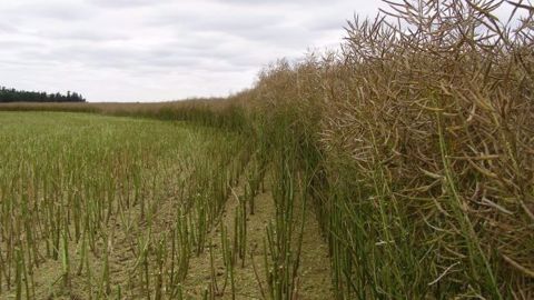 La filière colza française pourrait être sérieusement ébranlée par la réduction des taux d'incorporation de biocarburants à l'horizon 2030 souhaitée par l'UE. (©Terre-net Média) La filière colza française pourrait être sérieusement ébranlée par la réduction des taux d'incorporation de biocarburants à l'horizon 2030 souhaitée par l'UE. (©Terre-net Média)